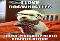 Hipster dog