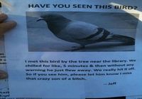 Seen this bird?