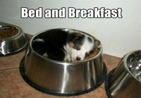 Bed and breakfast