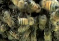 Bee swarm removal