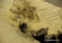 Dog and cat love