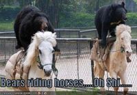 Bears riding horses!