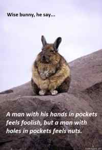 Wise bunny