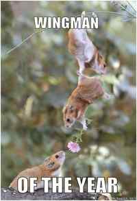 Hamster wingman of the year