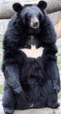 Batbear!