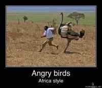 Angry Birds - Africa style