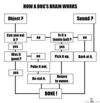 How a dog´s brain works