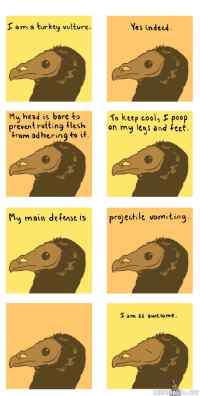 Turkey vulture