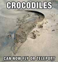 Crocodiles