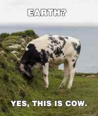 Earth? - Yes this is cow