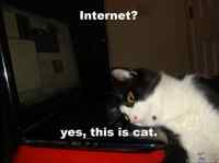 Internet? - yes this is cat