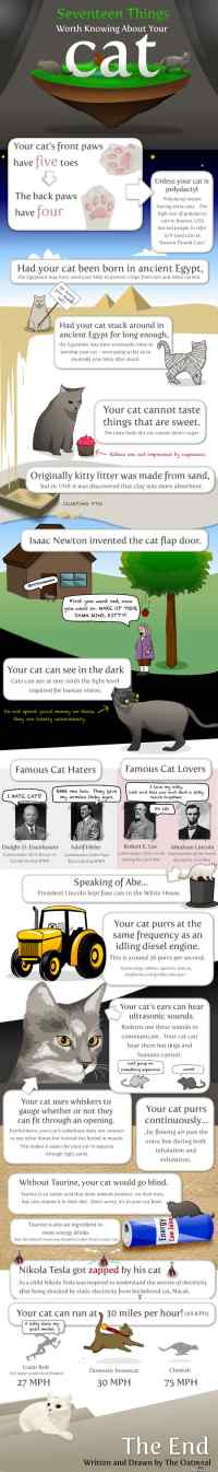 Seventeen things worth knowing about your cat