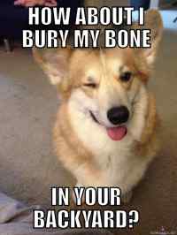 Kinky corgy