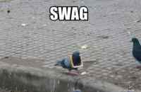 Pigeon got swag