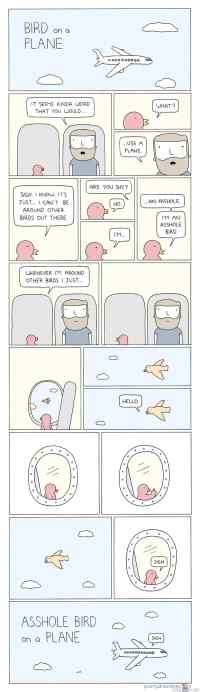 Bird on a plane