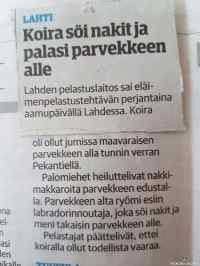 Koiran lymypaikka parvekkeen alla