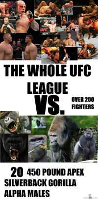 the whole UFC league vs. 20 silverback gorillas - Place your bets!