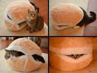 Ei mikään hod dog vaan cat sandwich - Perjantain kissakevennys