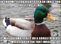 Actual Advice Mallard