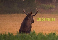 Oispa kaljaa