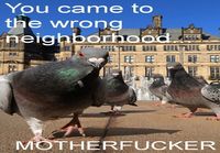 Bad-ass pidgeons