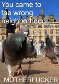 Bad-ass pidgeons