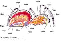 Hämähäkin anatomia