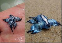 Glaucus atlanticus