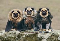 The pug watch