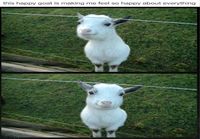 Happy goat