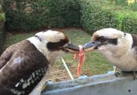 Kookaburrien kinastelu