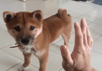 High five