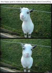 Happy goat