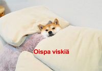 Oispa viskiä