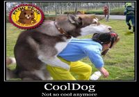 CoolDog