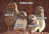 owls