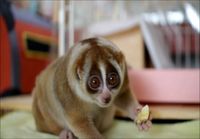 Slow loris eating a banana