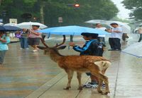 Rain deer