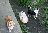 Corgi katollaan