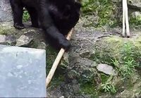 Kung Fu Bear