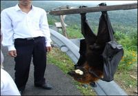 Megabat