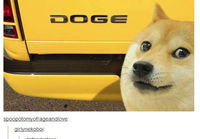 Doge