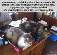 cat filing system