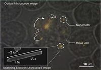 Solujen sisäiset nanomoottorit saatu toimimaan ensi kertaa