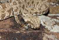 Kiitti tästäkin, evoluutio - Pseudocerastes urarachnoides eli spider-tailed horned viper on läntisessä Iranissa asustava myrkkykärmes, joka käyttää häntäänsä houkutellakseen lintuja. 