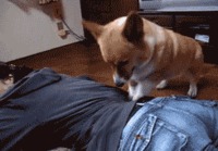 Corgi massage