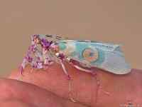 Spiny flower mantis - Pseudocreobotra wahlbergii - Värikäs rukoilijasirkka