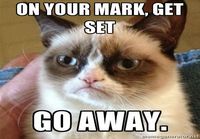 Grumpy cat