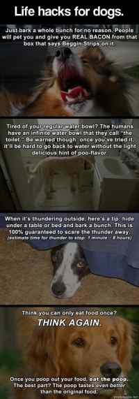 Dog life hacks