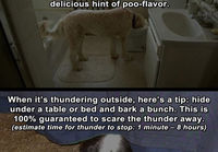 Dog life hacks